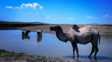蓝天 骆驼 河水图片