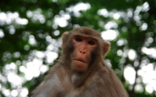 花果山猴子图片