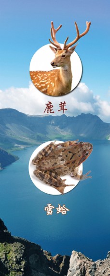 鹿茸雪蛤健康保健的东北特产PSD分层素材