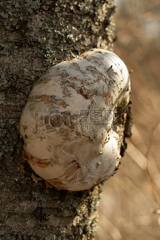 长在树上的蘑菇