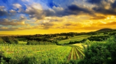 景观设计绿色葡萄庄园图片
