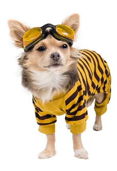 宠物狗戴潜水眼镜的小狗