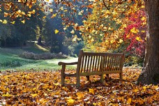树木树叶木椅子与树叶风景