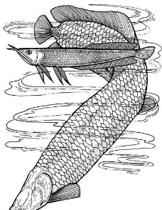 鱼水中动物动物素描