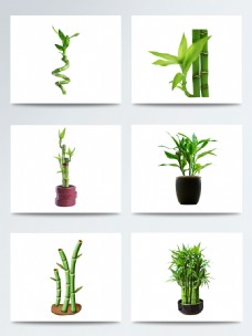 盆栽富贵竹PNG广告元素