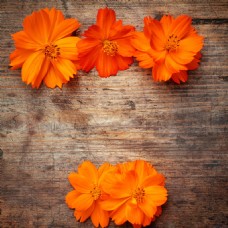 橙色花朵木板背景
