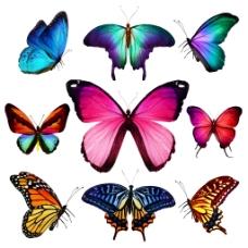 9种彩色蝴蝶高清图片素材