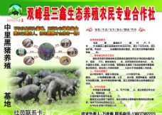 生猪养殖猪生态养殖农民专业合作社图片