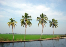 椰树图片