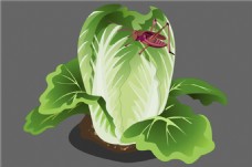 蔬菜植物大白菜flash动画