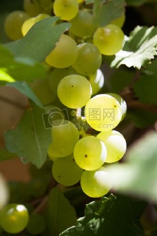 阳光照射的成熟葡萄