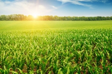 图片素材阳光下的玉米田地