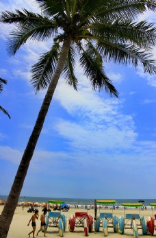 大自然银滩棕榈树图片