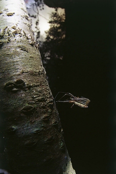 大自然树杆上的昆虫摄影