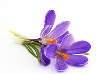 鲜花摄影紫罗兰