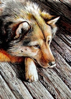狼动物插图17