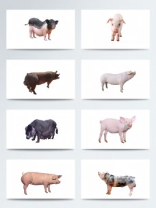 宠物猪产品实物胖乎乎的猪PNG元素