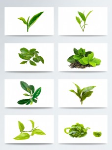SPA物品产品实物绿色叶子茶叶绿茶叶PNG元素