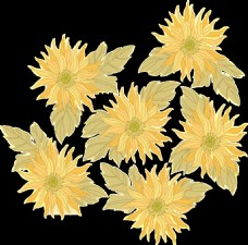 清新双黄色手绘菊花装饰元素