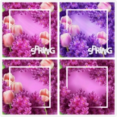 紫色花朵边框