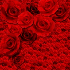 大红玫瑰花