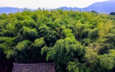 公园森林竹林竹海国家森林公园图片