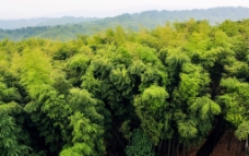 公园森林竹林竹海国家森林公园图片