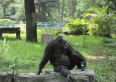 动物园大猩猩图片