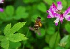 花卉 蜜蜂图片