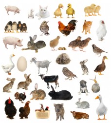 宠物猪35种家庭常见家畜家禽高清图片