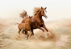 沙漠上奔跑的马匹