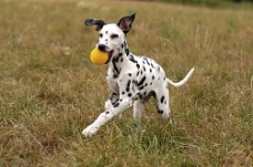 宠物狗正在玩球的斑点狗