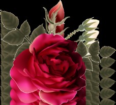 写实玫瑰花装饰素材
