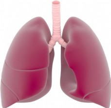 红色肺叶模型png元素