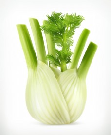 新鲜芹菜蔬菜矢量素材