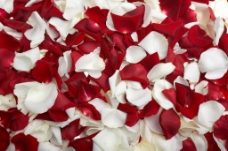 红玫瑰与白玫瑰花瓣高清图片