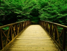 树林中的木桥图片
