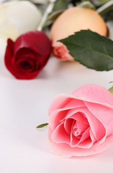 鲜花摄影鲜艳的粉玫瑰
