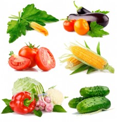 绿色叶子蔬菜产品实物