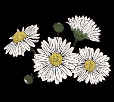 简约线描手绘菊花装饰元素