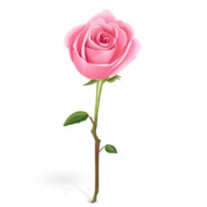 粉色玫瑰花束图案