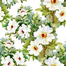 水彩绘唯美白色花卉插画