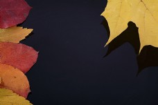 秋天背景秋天树叶背景边框