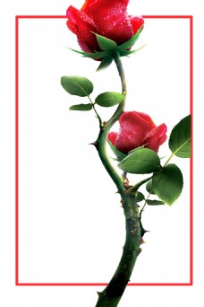 玫瑰花朵三八妇女节海报背景设计
