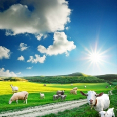 蓝天白云草地草原群羊图片
