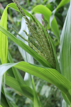 玉米 夏季玉米 包谷图片
