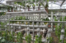 绿色蔬菜植物工厂蔬菜图片