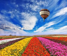 天空热气球与鲜花风景