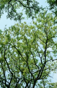 大自然槐花树图片