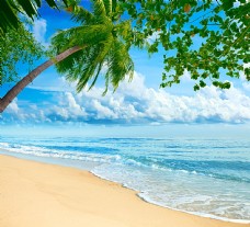 美丽海滩美丽椰树海滩风景